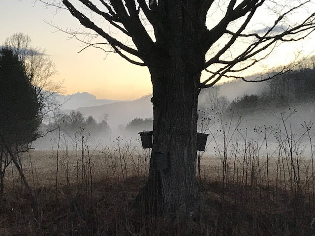 Virginia's Finest: Maple Syrup
